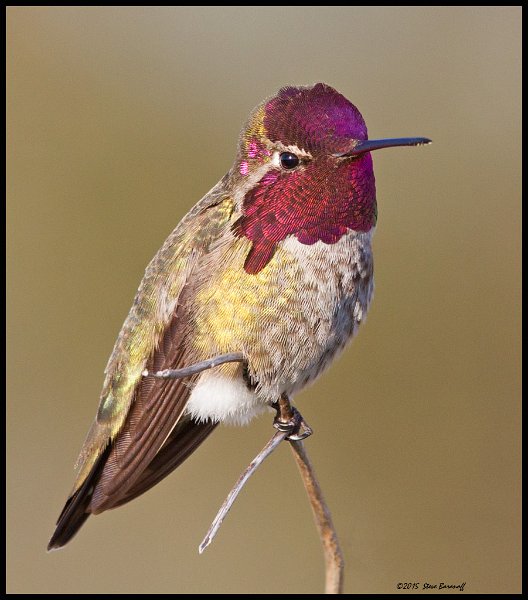 _5SB0391 annas hummingbird.jpg